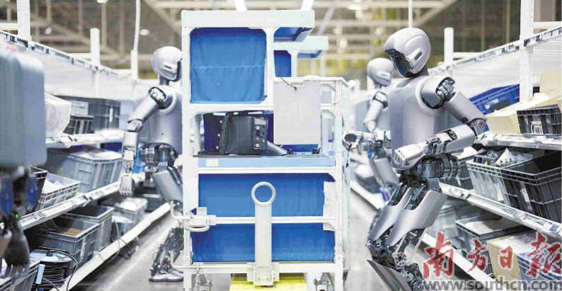 優(yōu)必選工業(yè)人形機(jī)器人在工廠開展協(xié)同實訓(xùn)。 南方日報記者 朱洪波 通訊員 羅艷 攝